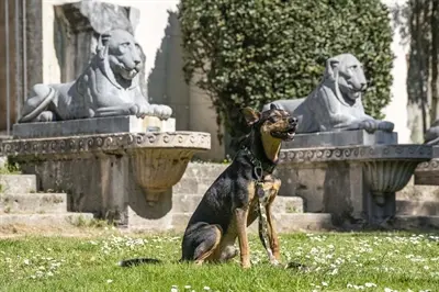 Morso hondenriem Full Metal Dog bruin 65-200 x 2,5 cm – tot 80 kg - Afbeelding 5