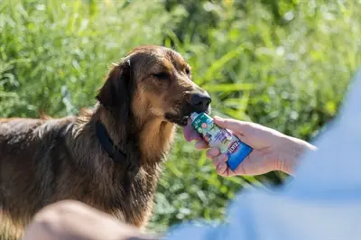 Trixie Veggiepasta in tube 12 x 75 g – vegetarische paté voor honden - Afbeelding 2