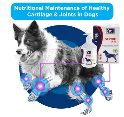 TRM Stride Plus 500 ml – kraakbeen en gewrichten bij honden - Afbeelding 5