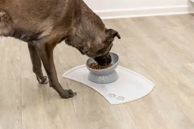 Trixie verhoogde voerbak keramiek grijs 350 ml – ergonomisch, voor honden - Afbeelding 8