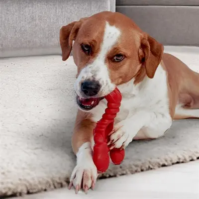 Nylabone Extreme Chew kauwspeeltje Lobster Filet Mignon XL vanaf 23 kg - Afbeelding 5