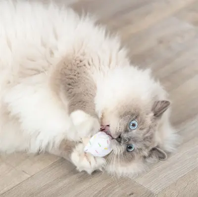 Trixie ijsje of cupcake van pluche met catnip 7 cm – assorti - Afbeelding 10