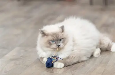 Trixie kattenspeeltje zeedier pluche met catnip assorti 5-8 cm - Afbeelding 4