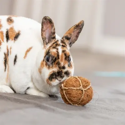Trixie kokosbal 6 cm – knaagspeelgoed van zeegras en kokosvezel - Afbeelding 5