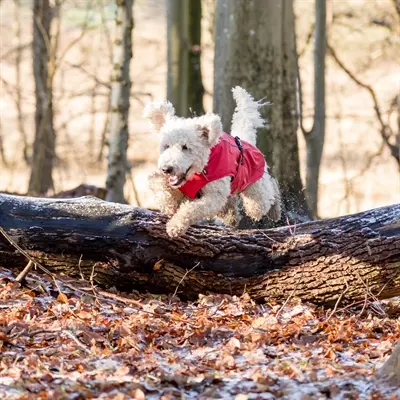 Trixie regenjas voor honden Vimy rood 62 cm – water- en winddicht - Afbeelding 8