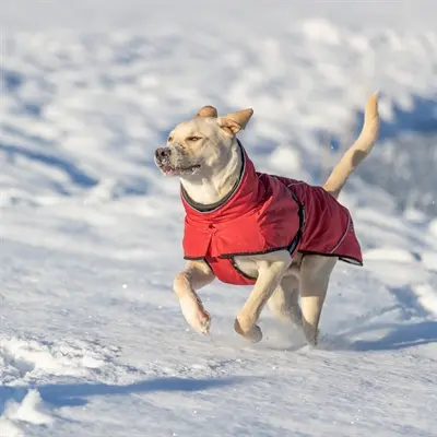Trixie winterjas hond Explore Thermo rood 45 cm – water- en winddicht - Afbeelding 8