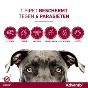 Elanco Advantix spot-on hond meer dan 40 kg – 4 pipetten - Afbeelding 4