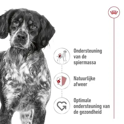 Royal Canin Medium Adult hondenvoer 15 kg – middelgrote honden - Afbeelding 5