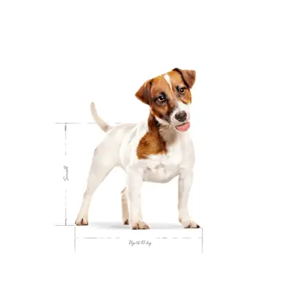 Royal Canin Mini Adult hondenvoer 2 kg – kleine honden - Afbeelding 5