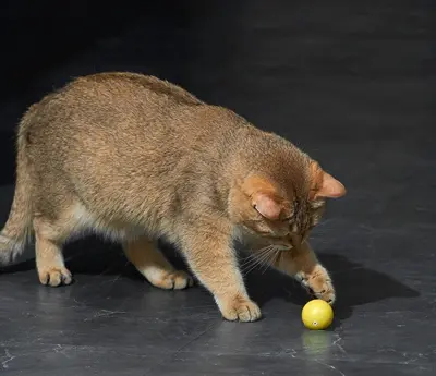 ETI dynamische speelbal voor katten 4 cm – interactief, met lampje - Afbeelding 5