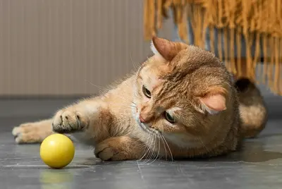 ETI dynamische speelbal voor katten 4 cm – interactief, met lampje - Afbeelding 6