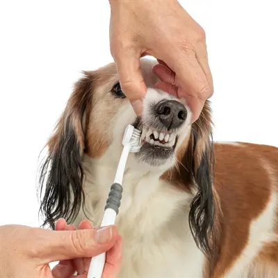 Trixie tandenborstel 3 koppen 18 cm wit/grijs – voor hond en kat - Afbeelding 7
