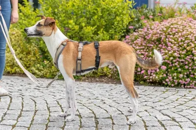 Trixie paniekadapter Stay voor tuigen zwart S-M 38-57 cm - Afbeelding 8