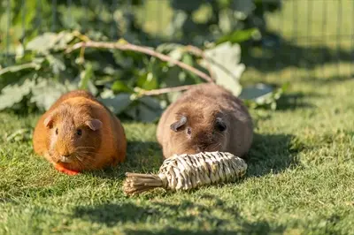 Trixie knaagspeeltje Wortel Gras 20 x 6 cm – hamsters en degoes - Afbeelding 5