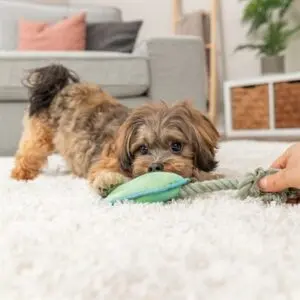 Trixie hondenspeeltje dierenpoot met touw groen 35 cm – pluche - Afbeelding 4