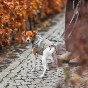 Trixie regenjas Pontis Rain met tuig olijfgroen 40 cm – waterdicht - Afbeelding 7