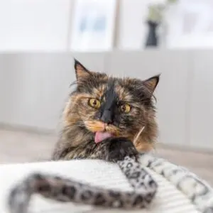 Trixie kattenhengel staart panterprint met catnip 51 cm - Afbeelding 6