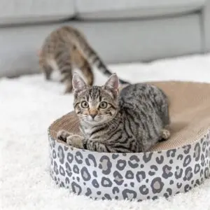 Trixie krabmand Leo karton crème 63 x 35 x 10 cm – met catnip - Afbeelding 5