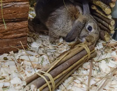 Nature First wilgentakken 26 cm – knaagtakken voor konijnen en knaagdieren - Afbeelding 4