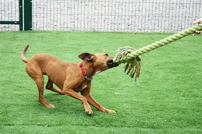Happy Pet King Size Tug flostouw 101 cm – assorti, met twee knopen - Afbeelding 6