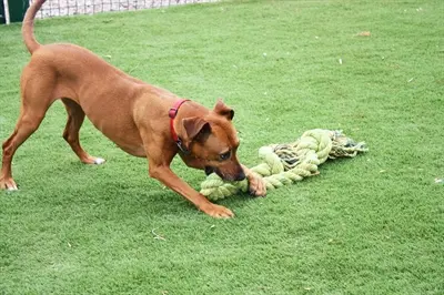 Happy Pet King Size Tug flostouw XL 123 cm – hondenspeelgoed - Afbeelding 5