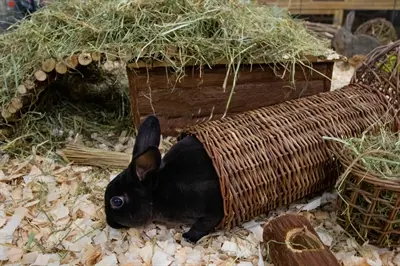 Happy Pet wilgentunnel Large 32 x 15 x 15 cm – verstopplek - Afbeelding 4