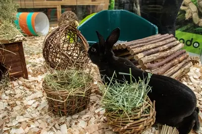 Nature First wilgenhooirek 14 cm – eetbaar, ook te gebruiken als nestje - Afbeelding 5