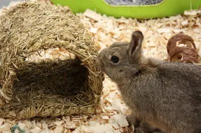 Happy Pet Grassy Tunnel knaagtunnel van gras 22 cm - Afbeelding 2