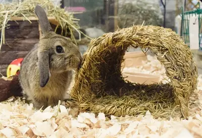 Happy Pet Grassy Tunnel knaagtunnel van gras 22 cm - Afbeelding 3