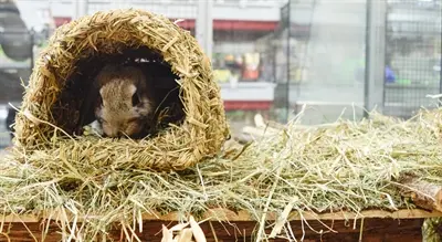 Happy Pet Grassy Tunnel knaagtunnel van gras 22 cm - Afbeelding 4
