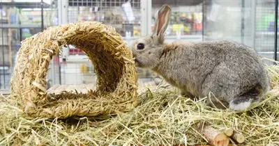 Happy Pet Grassy Tunnel knaagtunnel van gras 22 cm - Afbeelding 6