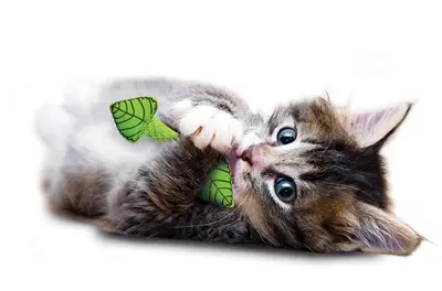 Petstages Fresh Breath Mint Stick kauwspeeltje kat – klein - Afbeelding 6