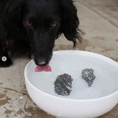 Dog Rocks 200 g – natuurlijke gazonbeschermer tegen urinevlekken - Afbeelding 6