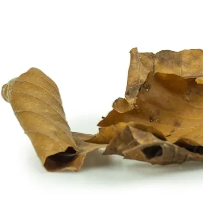 Back Zoo Nature Discovery Leaves 50 g – eikenbladeren voor het verblijf - Afbeelding 5