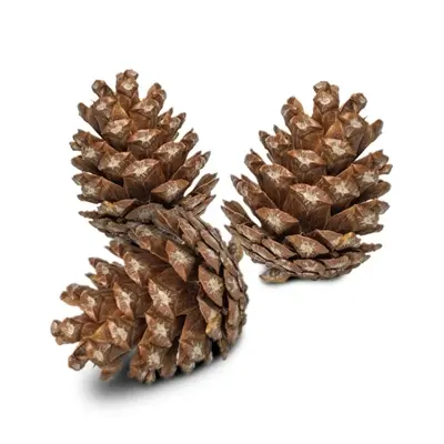 Back Zoo Nature dennenappels 6 stuks – bodemverrijking knaagdieren - Afbeelding 4