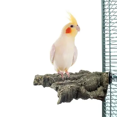 Back Zoo Nature Corky Chew medium 16 x 10 x 5 cm – kurken knabbelplateau - Afbeelding 4