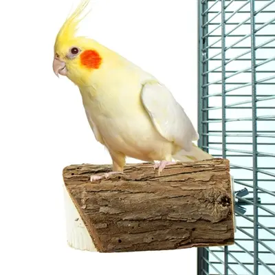 Back Zoo Nature Wood Slice Perch S 10 x 7,5 x 3 cm – houten zitstok - Afbeelding 6