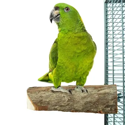 Back Zoo Nature Wood Slice Perch L 17,5 x 8,5 x 4 cm – houten zitstok - Afbeelding 6