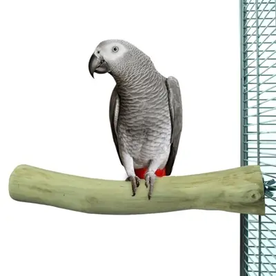 Back Zoo Nature Java Perch L 30 x 3-4 cm – zitstok van Java-hout - Afbeelding 5