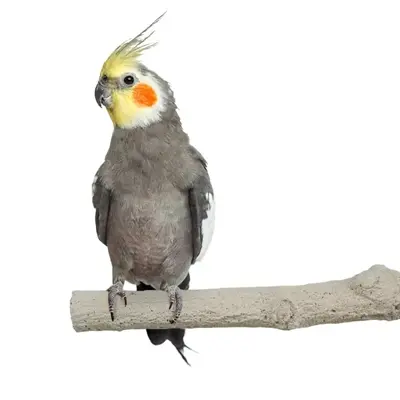 Back Zoo Nature Super Stone Perch 18 x 2,5 cm – zitstok voor kleine vogels - Afbeelding 7