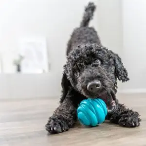 Trixie Super Strong bal TPR petrol 6 x 6 x 6 cm – spiraalvorm voor honden - Afbeelding 6