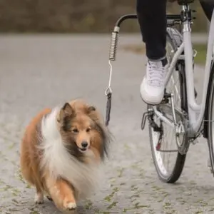 Trixie BikerSet fietsbeugel hond – met veer en afstandhouder - Afbeelding 5
