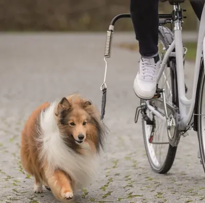 Trixie BikerSet fietsbeugel hond – met veer en afstandhouder