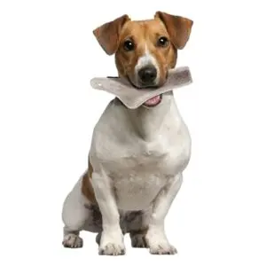 Zolux hertengewei Easy doorgesneden maat S – voor honden tot 10 kg - Afbeelding 7