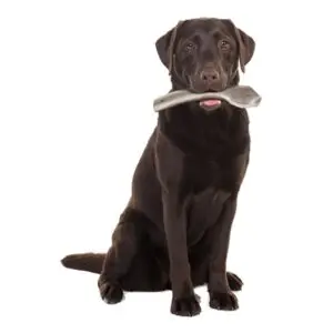Zolux hertengewei Easy doorgesneden maat L – kauwsnack voor honden - Afbeelding 7