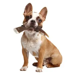 Zolux hertengewei Heel Hard maat M – extra harde kauwsnack voor honden - Afbeelding 6