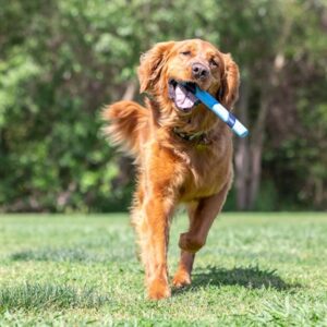 Chuckit Sniff Fetch Stick apporteerstok bacongeur 28 x 3 x 2,5 cm - Afbeelding 7