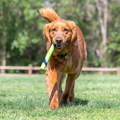Chuckit Sniff Fetch Stick apporteerstok pindakaasgeur 28 x 3 x 2,5 cm