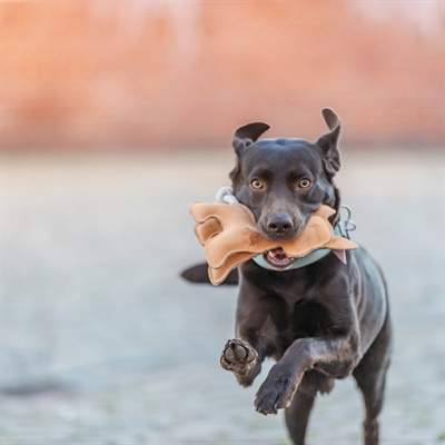 Trixie hondenspeeltje hond staand leer bruin 25 cm – met touw