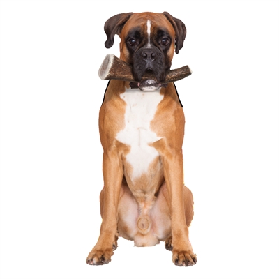 Zolux hertengewei Heel Hard maat XL – grote kauwsnack voor honden